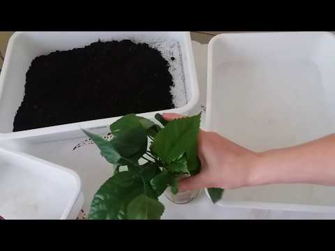 Видео: Как укоренить гибискус