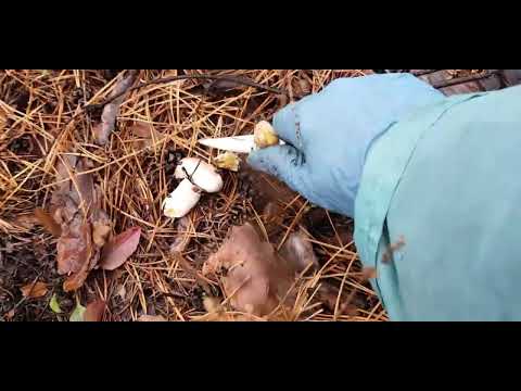Видео: И опять охота🍄🍂
