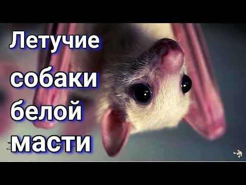 Видео: Летучие собаки белой масти.