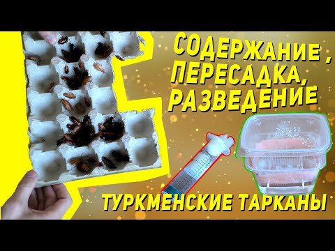 Видео: Всё про туркменских тараканов