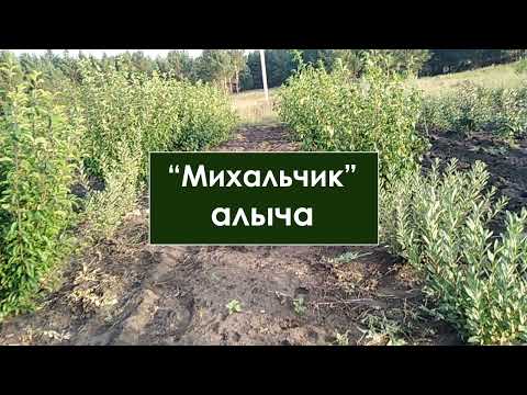 Видео: Алыча Михальчик