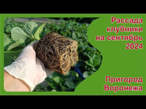 Видео: Рассада клубники на сентябрь 2024 г. Пригород Воронежа.