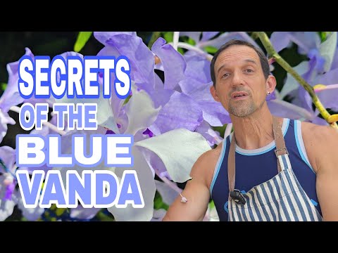 Видео: Уход за орхидеей Голубая Ванда | Все, что вам нужно знать о Vanda coerulea