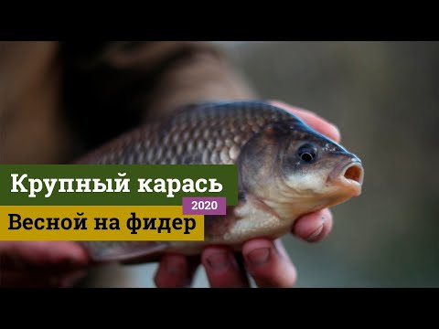 Видео: Ловля крупного карася весной на фидер