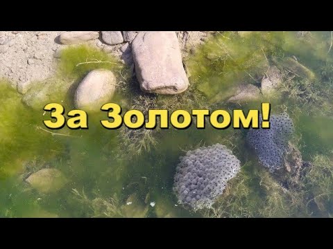 Видео: За Золотом!