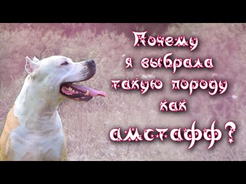 Видео: Почему я выбрала такую породу как амстафф?| питбуль и амстафф