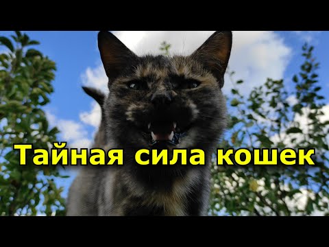 Видео: Тайная сила кошек. Правда или вымысел. Узнай больше.
