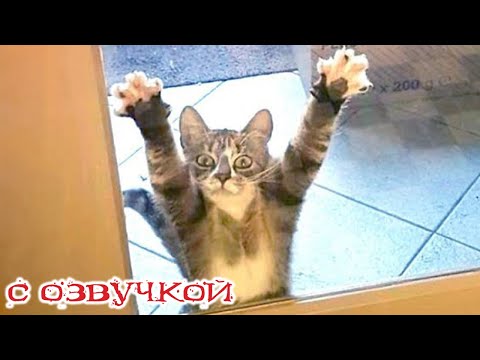 Видео: Приколы с котами! С ОЗВУЧКОЙ! Смешные коты и собаки! САМЫЕ СМЕШНЫЕ ЖИВОТНЫЕ!
