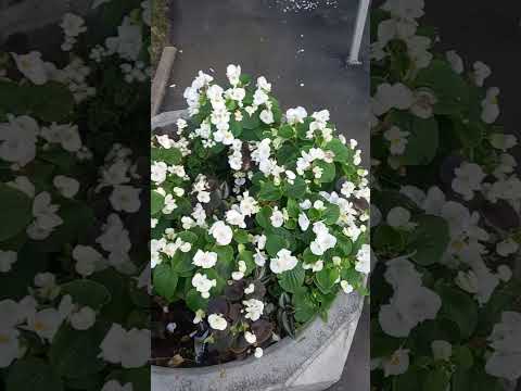 Видео: Дневная прогулка🍁🍁🍁❤️🌷