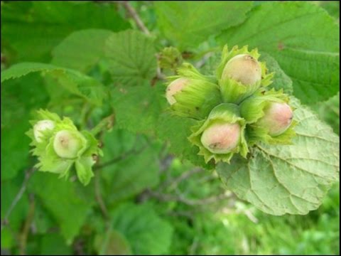 Видео: Міхась Зарэмба "Арэхавы спас"