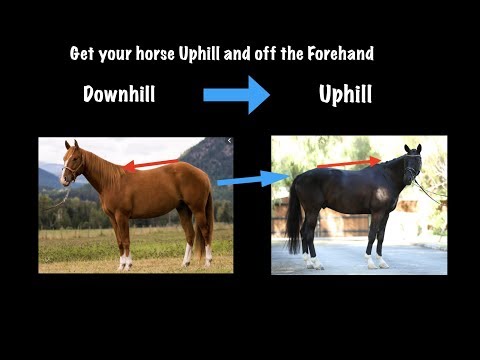 Видео: Как научить лошадь сохранять равновесие на подъеме и с переда!