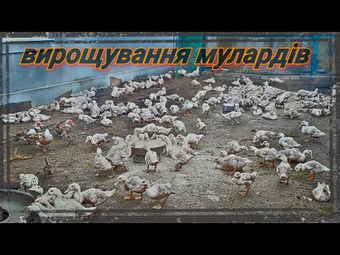 Видео: Догляд, Годівля, Утримання. Проблеми з МУЛАРДАМИ!