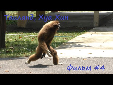 Видео: Таиланд, Хуа Хин: Cha-am Forest Park и пляж Cha-am Beach