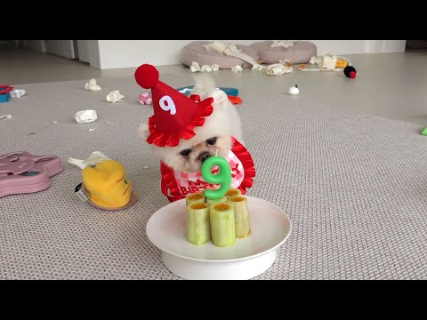 Видео: Девятый день рождения щенку, который доживет до 100 лет!