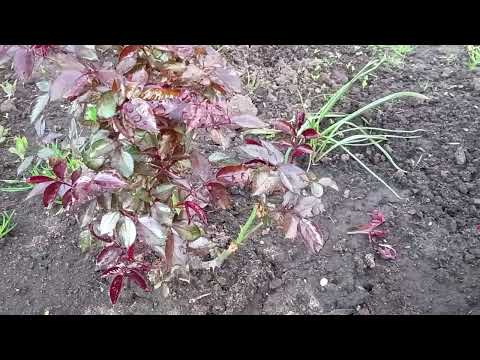 Видео: Не растёт молодая роза?Подкормки роз для цветения,рукотворные бордюры в розарии