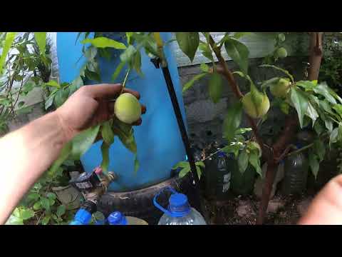 Видео: Состояние южных растений на конец июня