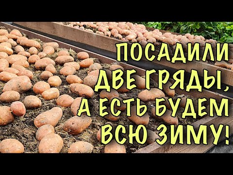 Видео: ЗАЧЕМ сажать СОТКАМИ? Посадили ДВЕ ГРЯДЫ, а ХВАТИТ НА ВСЮ ЗИМУ! УНИКАЛЬНЫЙ метод посадки картофеля!