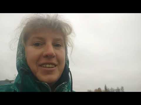 Видео: Прогноз про зиму через миші, пізні хризантеми, зимова підтримка чи варто? чи дадуть пожиттєво групу