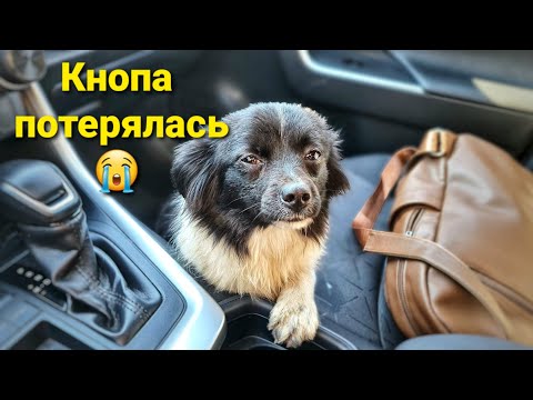 Видео: Поймали ли Собаку-Кусаку? Кнопа исчезла😭 Мама Мори Плачет