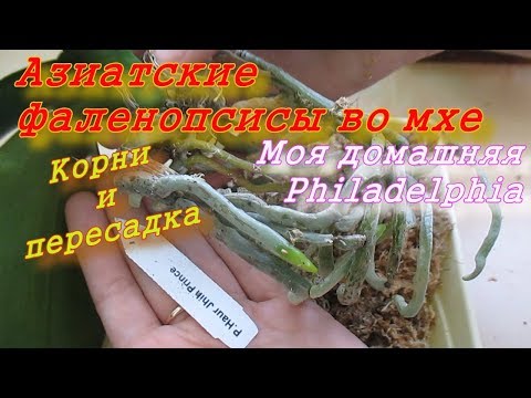 Видео: Фаленопсисы из Азии во мхе. Корни и пересадка орхидей. Домашняя Филадельфия.