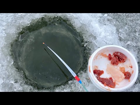 Видео: БОЛОТНАЯ ЛУНКА РАЗДАЁТ...ОНО...НА ПЕРВЫЙ ЛЁД! Мясо на удочку, зимняя рыбалка 2024