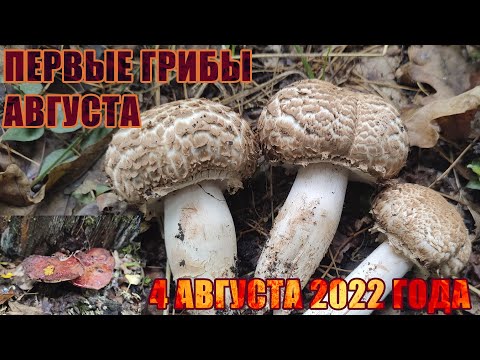 Видео: ✔️Август❗ Дубовая роща❗ ГРИБЫ❗ ШАМПИНЬОНЫ лесные, ПЕЧЕНОЧНИЦА и другие находки❗ 4 августа 2022 года❗