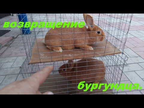 Видео: Бургундская порода.