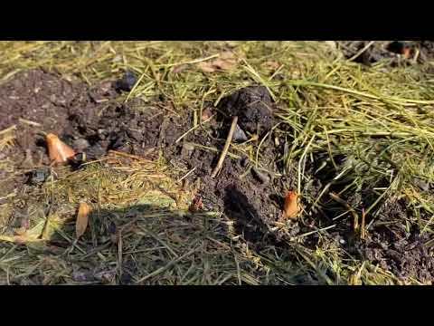 Видео: Садим лук под мульчу. Важный нюанс