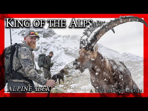 Видео: Альпийский козерог — король Альп — фильм «Дикие крепости» — 4K