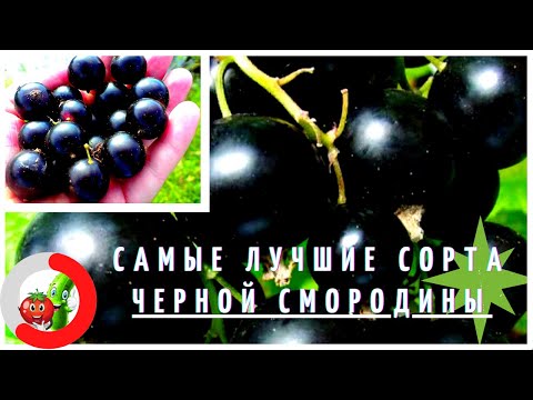 Видео: Лучшие сорта черной смородины. Самая крупная смородина