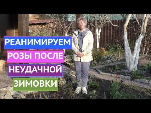 Видео: КАК СПАСТИ РОЗЫ ПОСЛЕ НЕУДАЧНОЙ ЗИМОВКИ! ЭТО ВОЗМОЖНО!