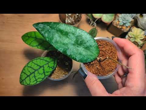 Видео: Обзор покупок с выставки-продажи экзотических растений Monsterrium 🌿 #succulent #hoya #anthurium