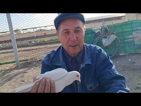 Видео: Turkmenistan 🇹🇲. Голубиный  базар.Туркменабада..29.09.2024.(Чарджоу).🕊🕊🕊.