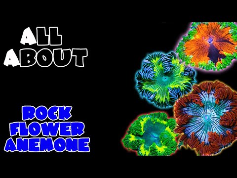 Видео: Всё о скальной анемоне