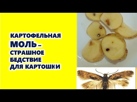 Видео: Картофельная моль - страшное бедствие для картошки