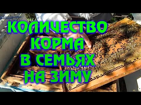 Видео: Осмотр семей на наличие кормов в зиму.  Формирование клуба в семьях на теплый занос.