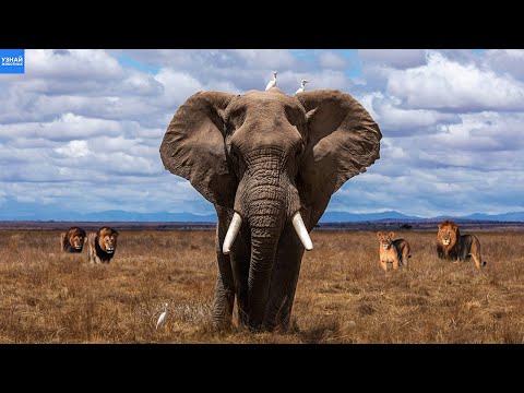 Видео: Даже ЛЬВЫ боятся этого Гиганта! Африканский СЛОН в деле!