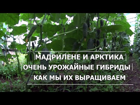 Видео: Выращивание Огурцов Мадрилене и Арктика//Как формировать огурцы в теплице