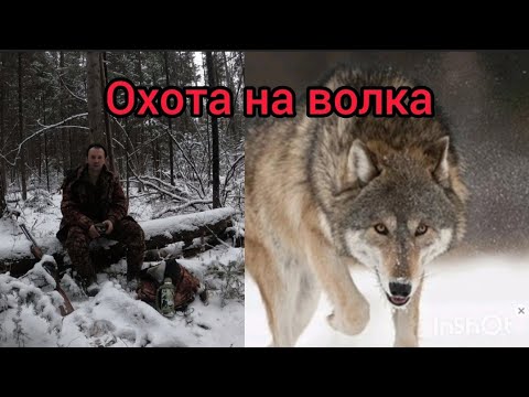 Видео: Охота на волка. Зима