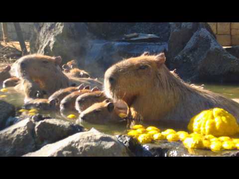 Видео: Капибары наслаждаются горячими источниками в зоопарке Идзу Шаботен