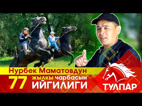 Видео: Нурбек Маматов жана анын "77" жылкы чарбасынын ийгилиги.