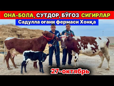 Видео: ОНА-БОЛА СУТДОР БЎҒОЗ СИГИРЛАР ЗЎРЛАРИ КЕЛДИ Садулла оғани фермаси хонқа 27-октября 2025 г.