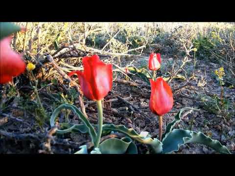 Видео: Весна в степи Жезказганского региона