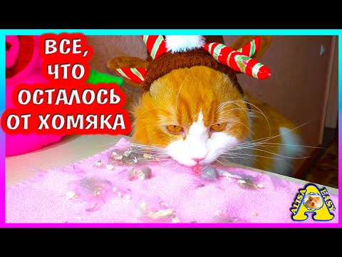 Видео: Всё, что осталось от хомяка / Что натворил кот Вася / Алиса Изи Петс /Alisa Easy Pets