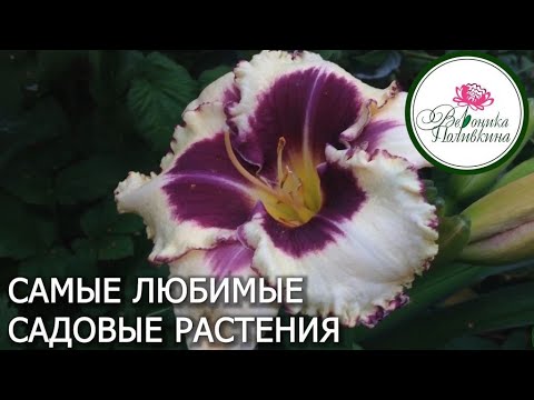 Видео: САМЫЕ ЛЮБИМЫЕ РАСТЕНИЯ ДЛЯ САДА
