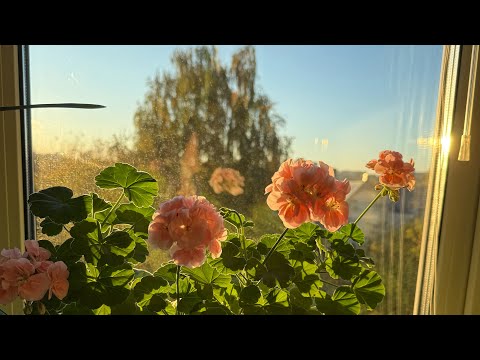 Видео: МОЙ ДОМ / ПИТОМЦЫ МОИХ ЗРИТЕЛЕЙ / КАША С ТЫКВОЙ В ГОРШКЕ