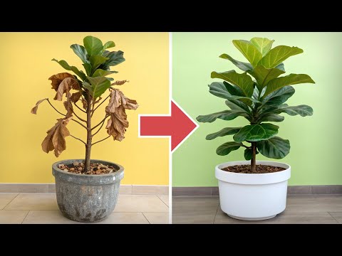 Видео: Ваш фикус страдает? Срочно пересадите его так!