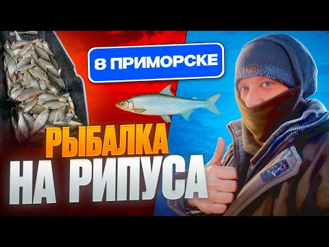 Видео: РЫБАЛКА НА РИПУСА В ПРИМОРСКЕ! НАЛОВИЛИ СТОЛЬКО РИПУСА И СОРОЖКИ ЗА..WHITEFISHING!BAG FULL OF FISH!
