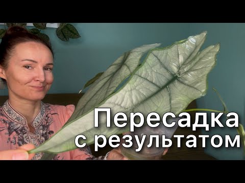 Видео: Пересадка редкой Алоказии ДЫХАНИЕ ДРАКОНА ‘Dragons Breath’ из торфа в керамзит С РЕЗУЛЬТАТОМ