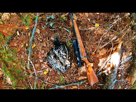 Видео: Мы снова в горах, охотимся на кур